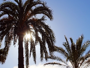 Playa d’Alcudia